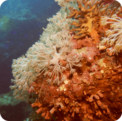 Coral In The Current